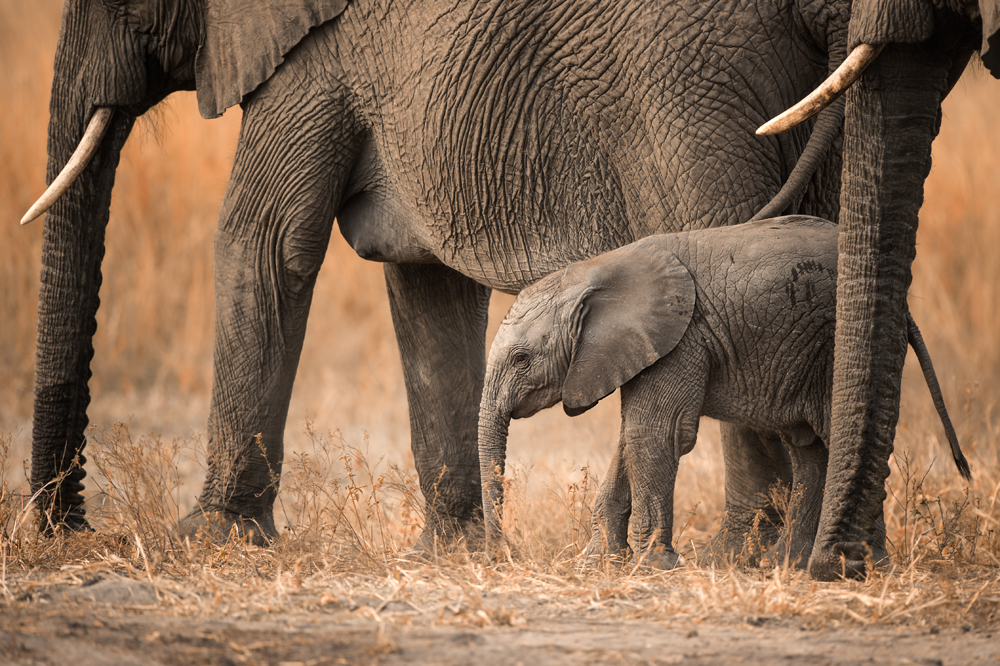 Zimbabwe-Malilangwe-Wildlife-Elephant