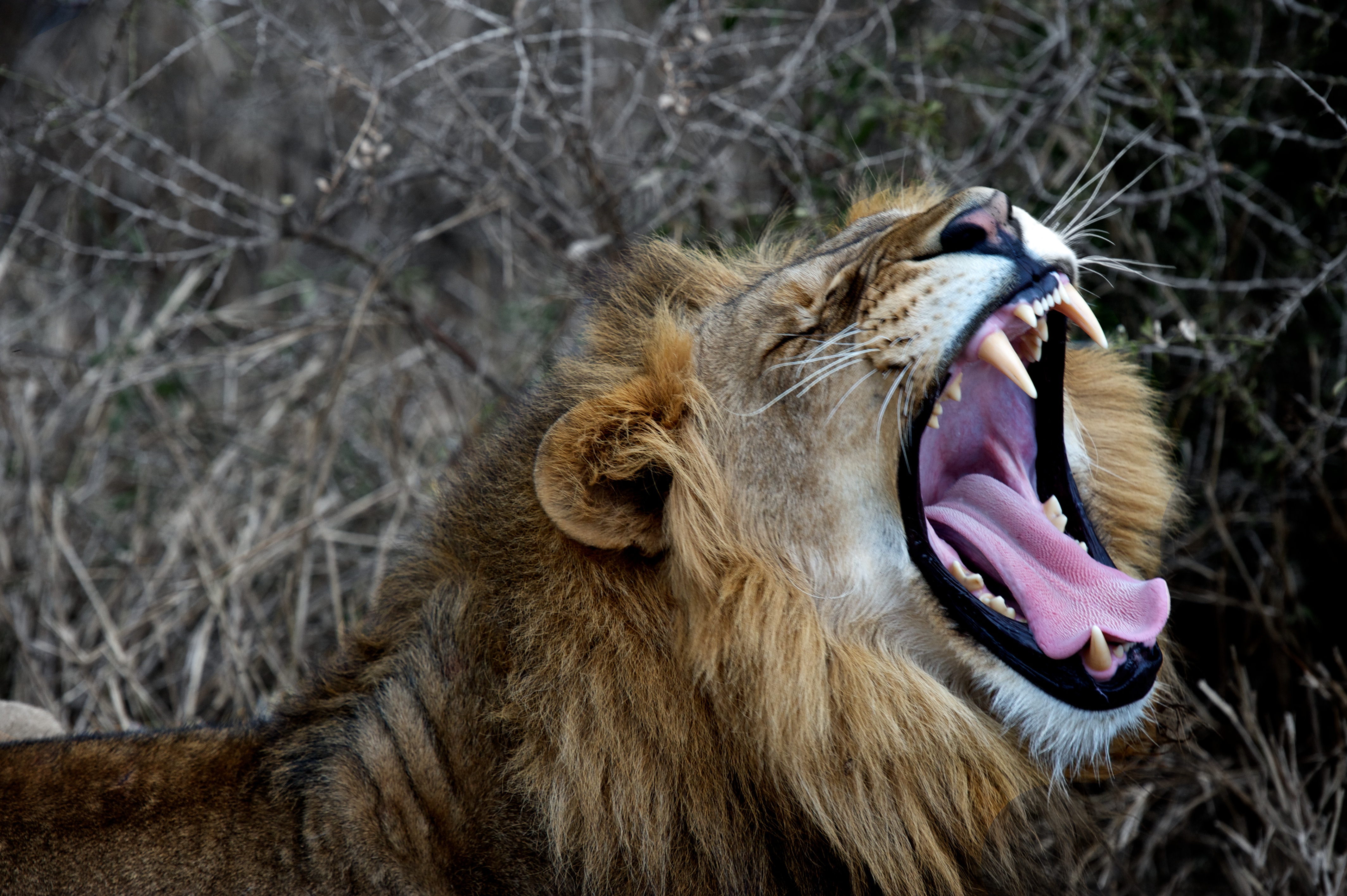 Thanda-Villa-Izulu-South-Africa Lion