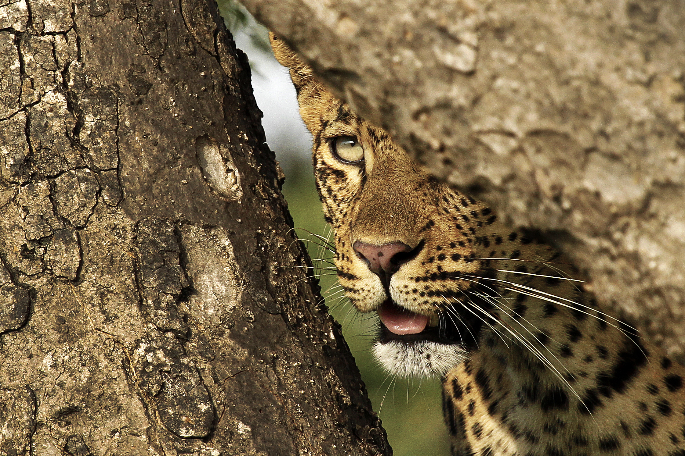 Londolozi South Africa Wildlife