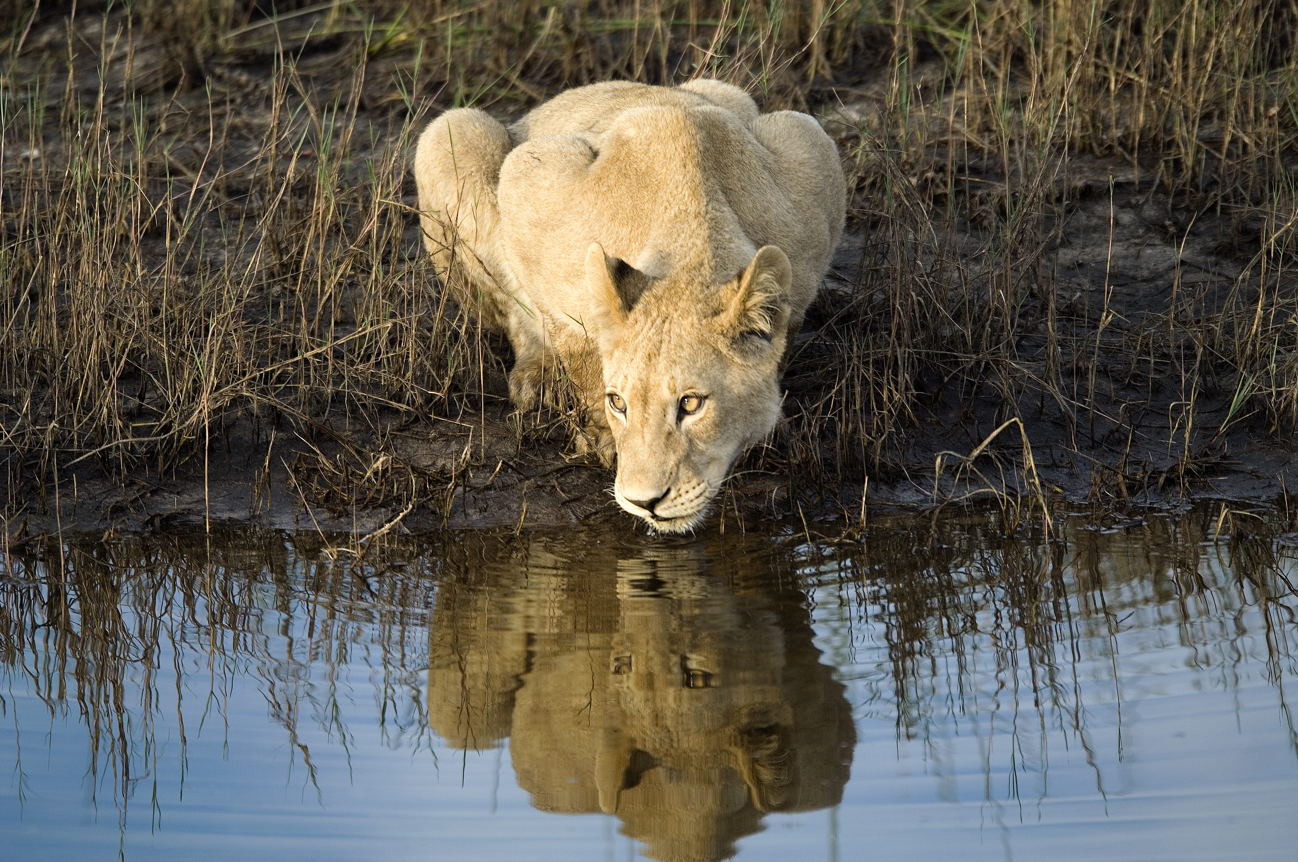 Little Vumbura Botswana Lioness