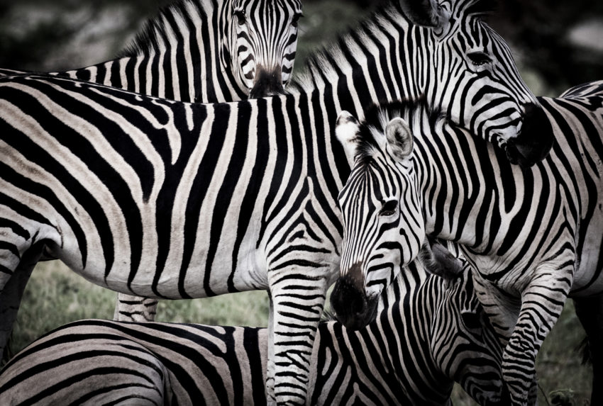 Mombo-Camp-Botswana-Zebra
