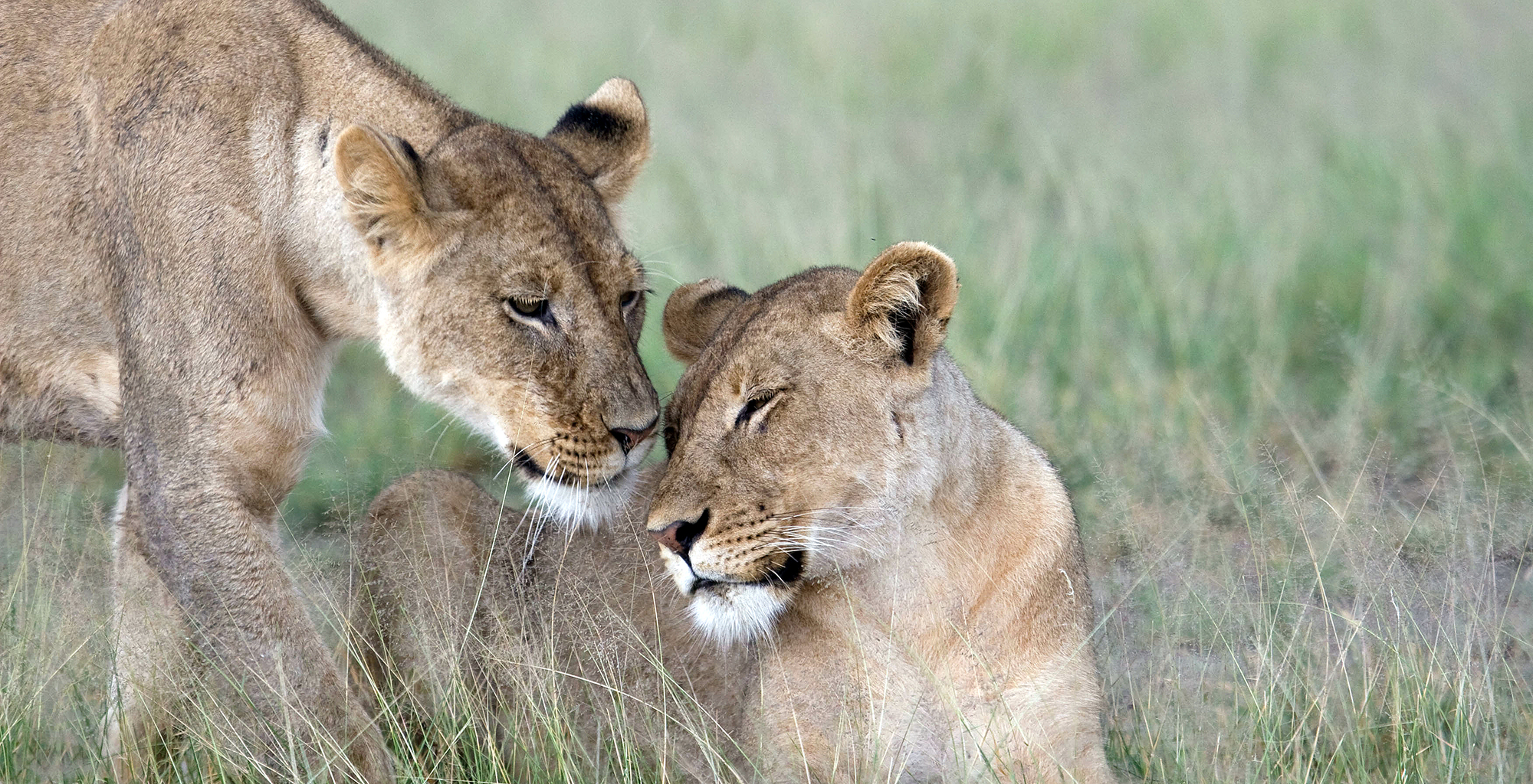 Botswana-Camp-Kalahari-Lions