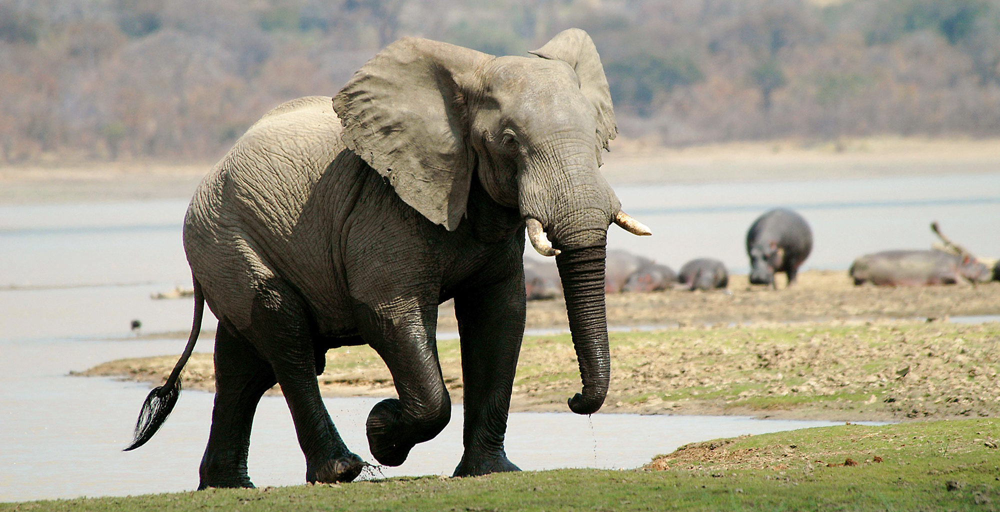 Malawi-Nyika-National-Park-Wildlife-Elephant