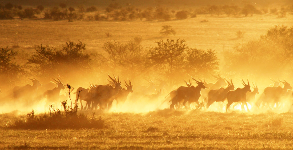 South-Africa-Great-Karoo-Wildlife-Dust