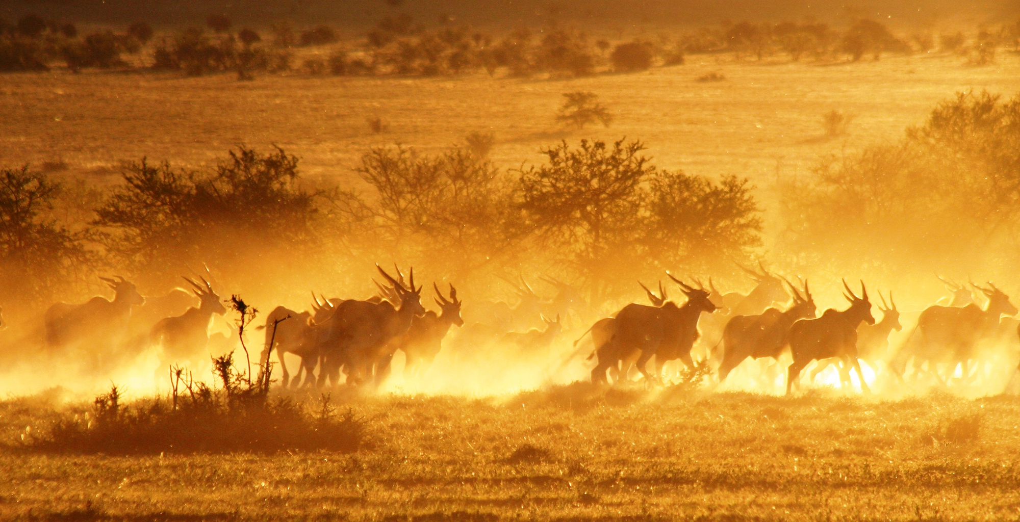 South-Africa-Samara-Wildlife-Sunset