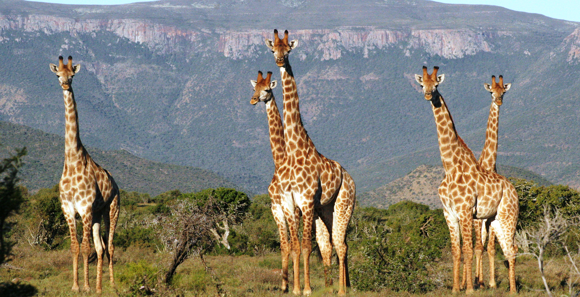 South-Africa-Samara-Wildlife-Giraffe