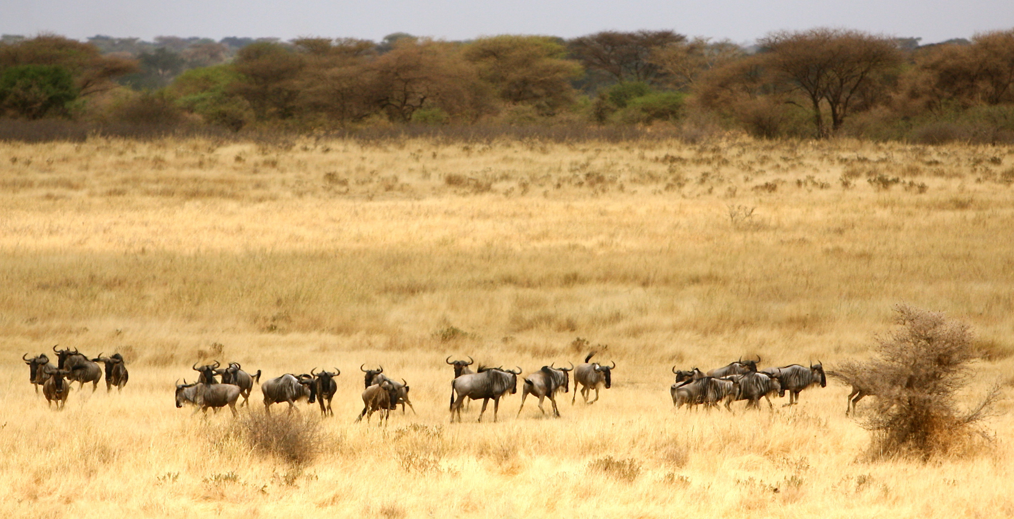 Tanzania-Arusha-Wildlife