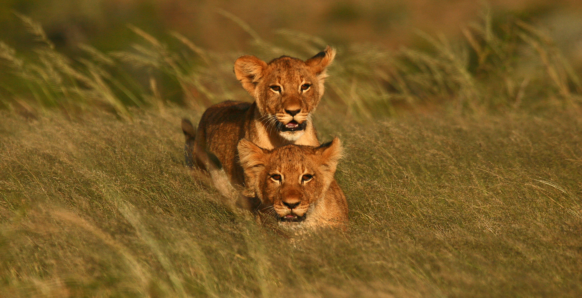 South-Africa-Kwandwe-Lion