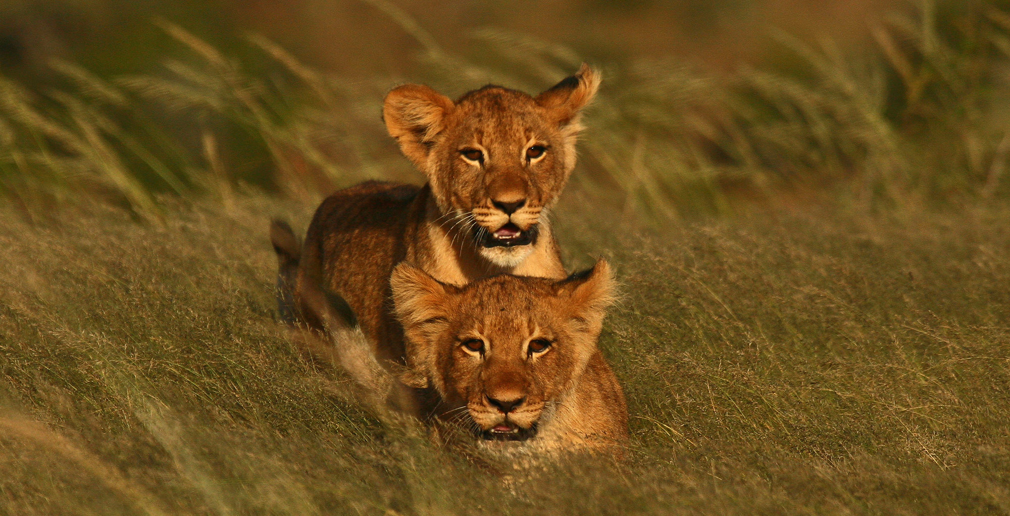 South-Africa-Melton-Manor-Wildlife-Lions