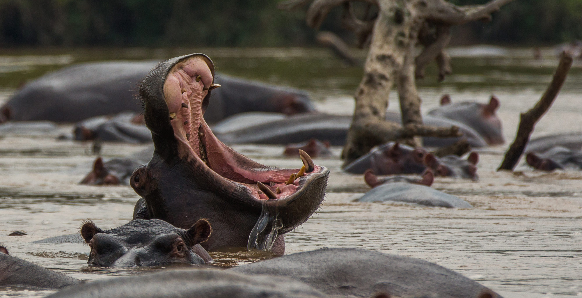 Democratic-Republic-of-Congo-Virunga-Wildlife-Hippo
