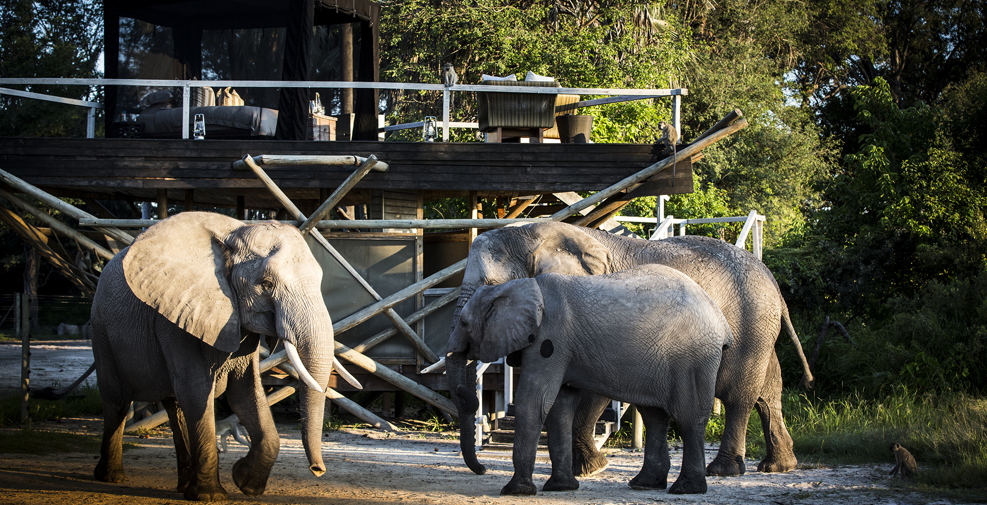 Botswana-Abu-Camp-Elephants