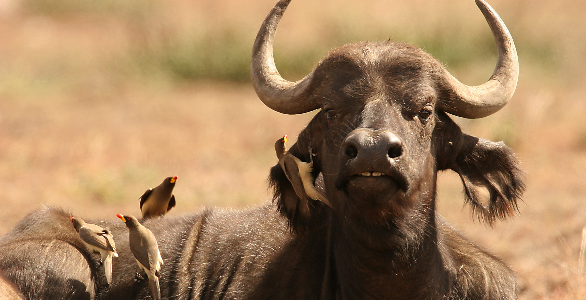 Kenya-Tassia-Lodge-Buffalo