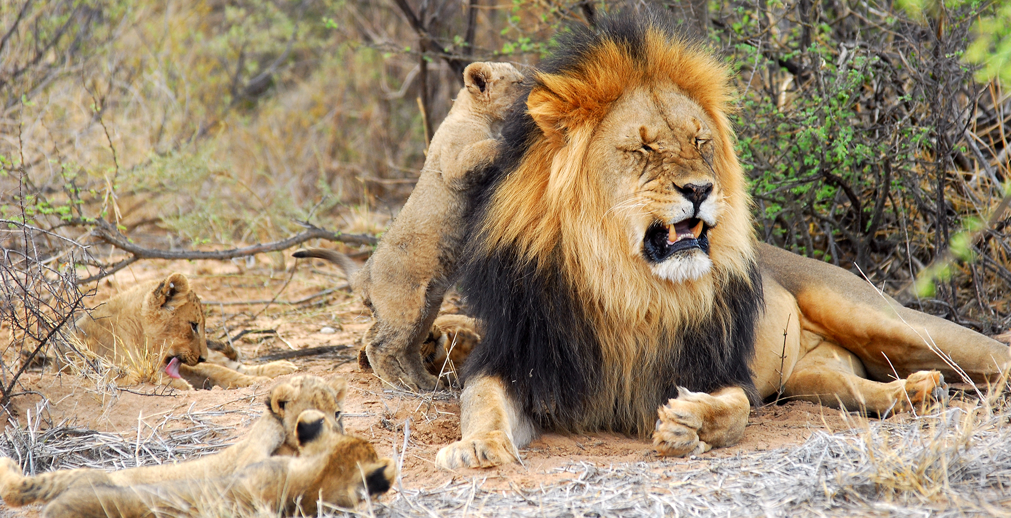 South-Africa-Tarkuni-Black-Mane-Lion