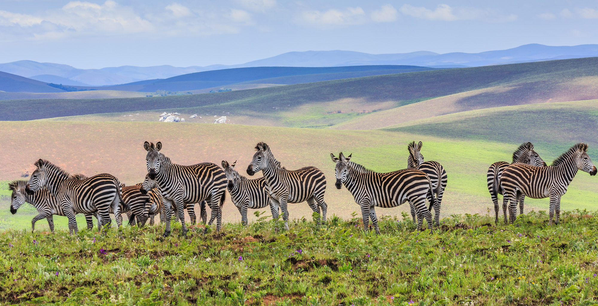 Malawi-Nyika-National-Park-Wildlife-Zebra