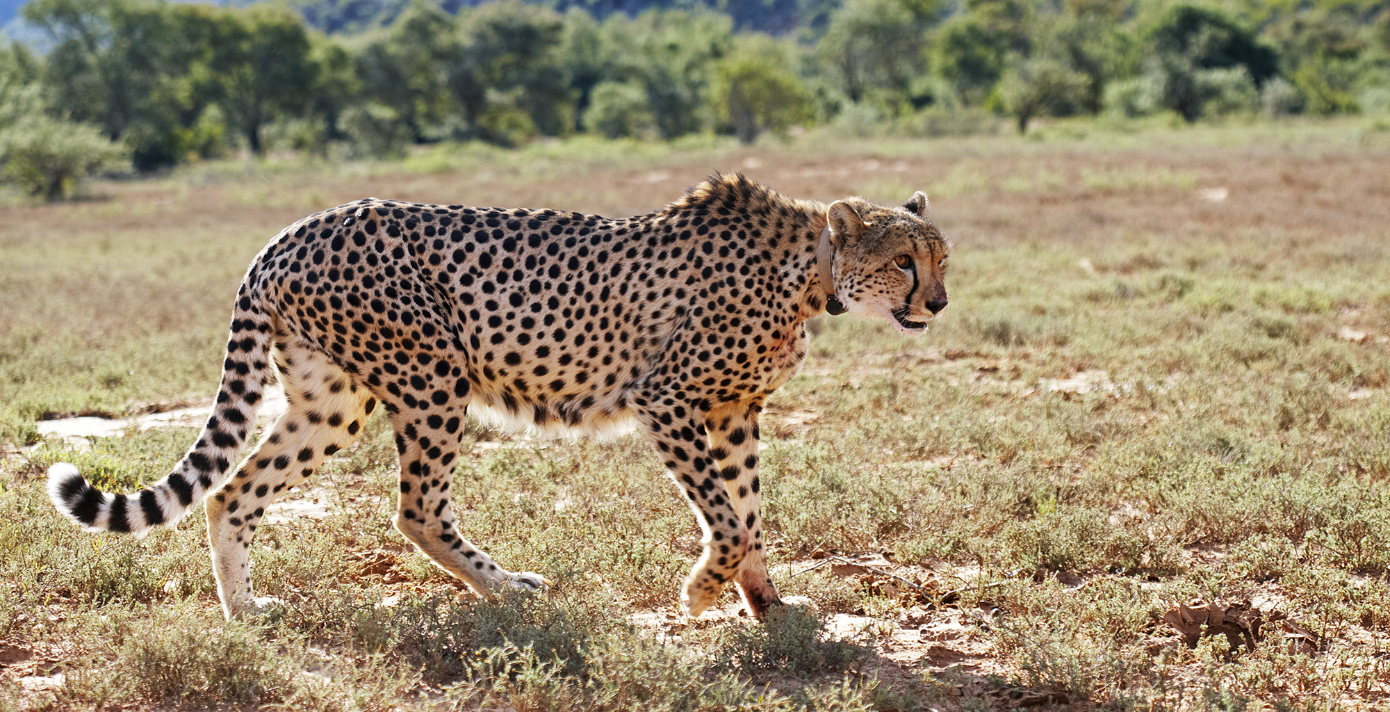 South-Africa-Mount-Cambedoo-Cheetah