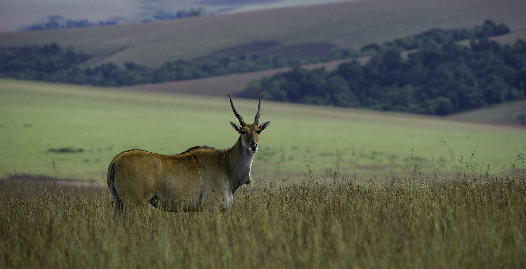Malawi-Nyika-National-Park-Wildlife-Antelope