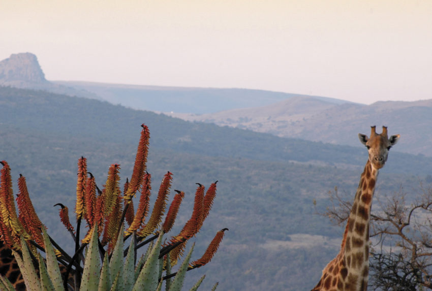 South-Africa-Fugitives-Drift-Lodge-Wildlife-Giraffe