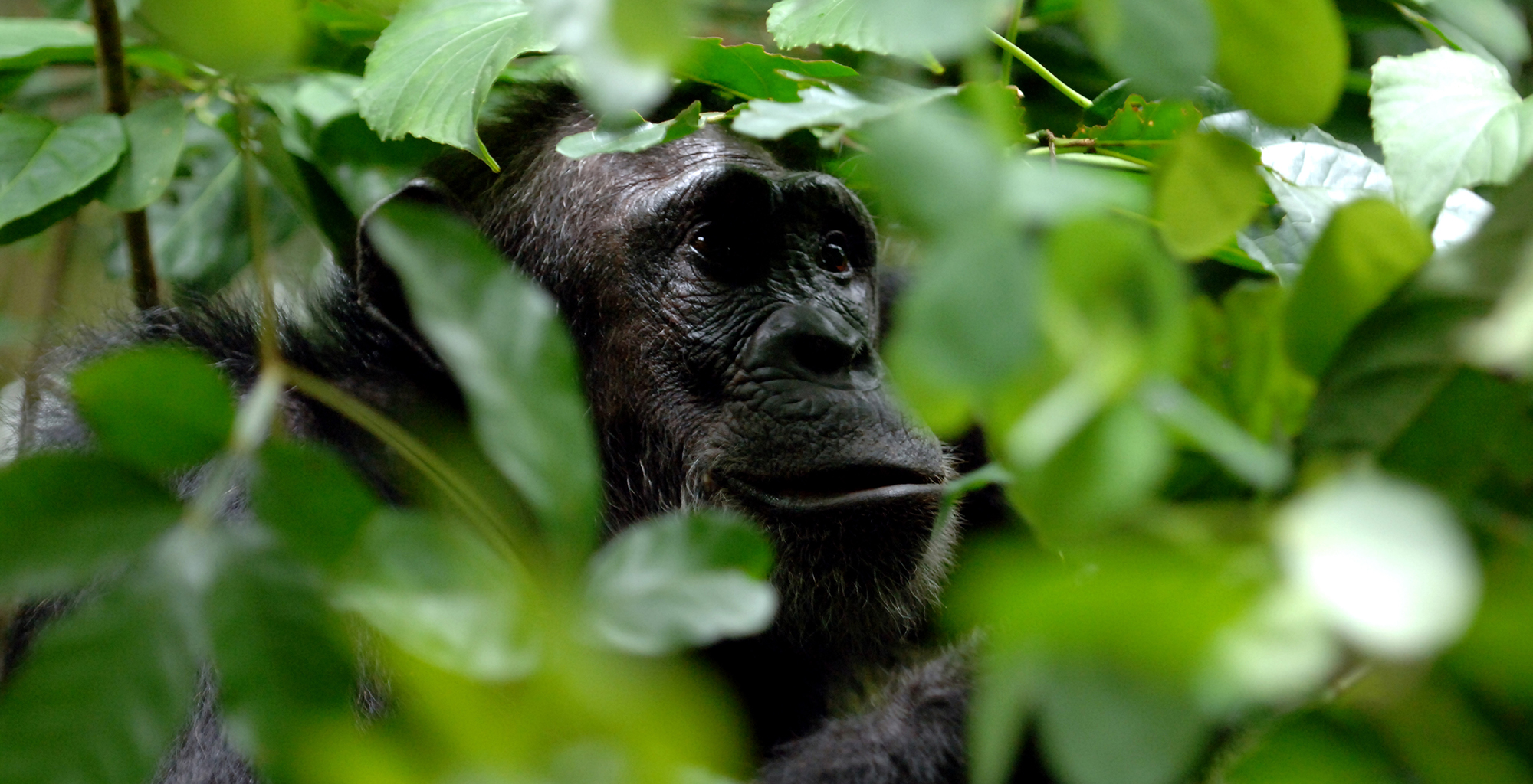 Tanzania-Greystoke-Mahale-Chimp