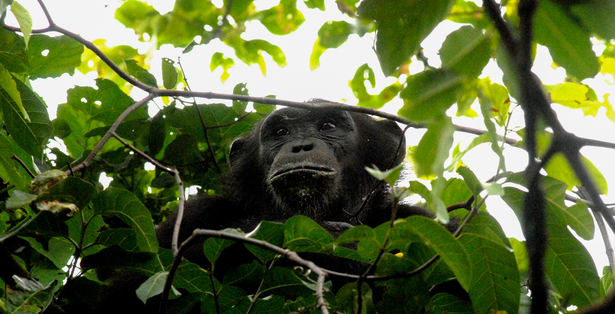 Tanzania-Greystoke-Mahale-Chimp