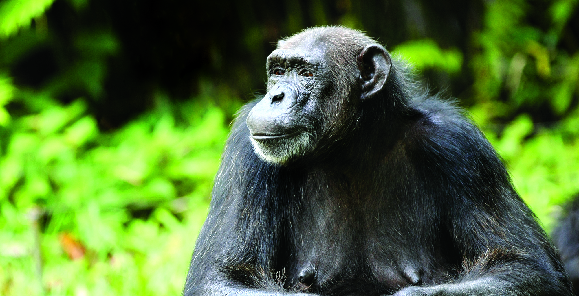 Rwanda-Nyungwe-Forest-Lodge-Gorilla