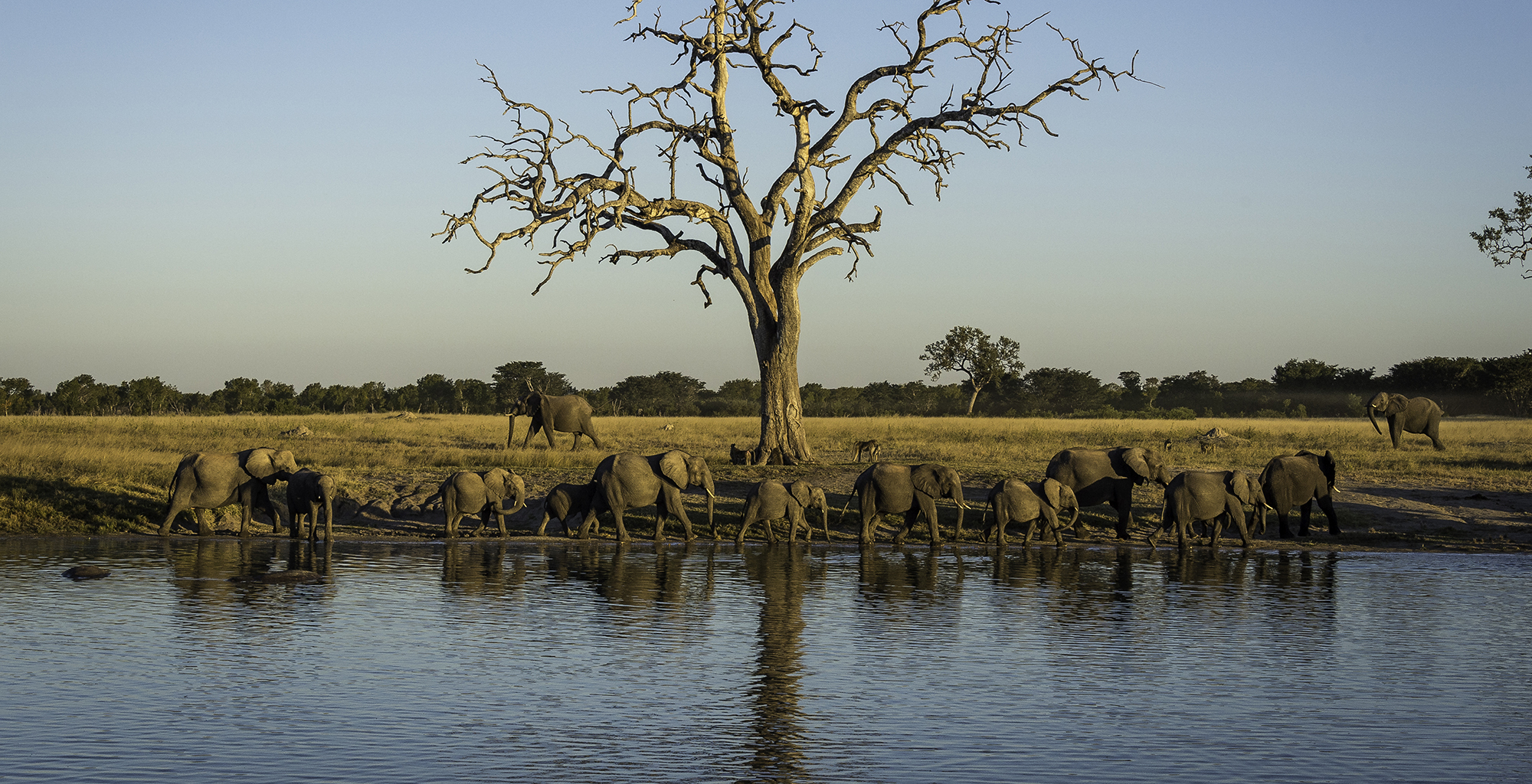 Zimbabwe-Hwange-Linkwasha-Wildlife-Elephant