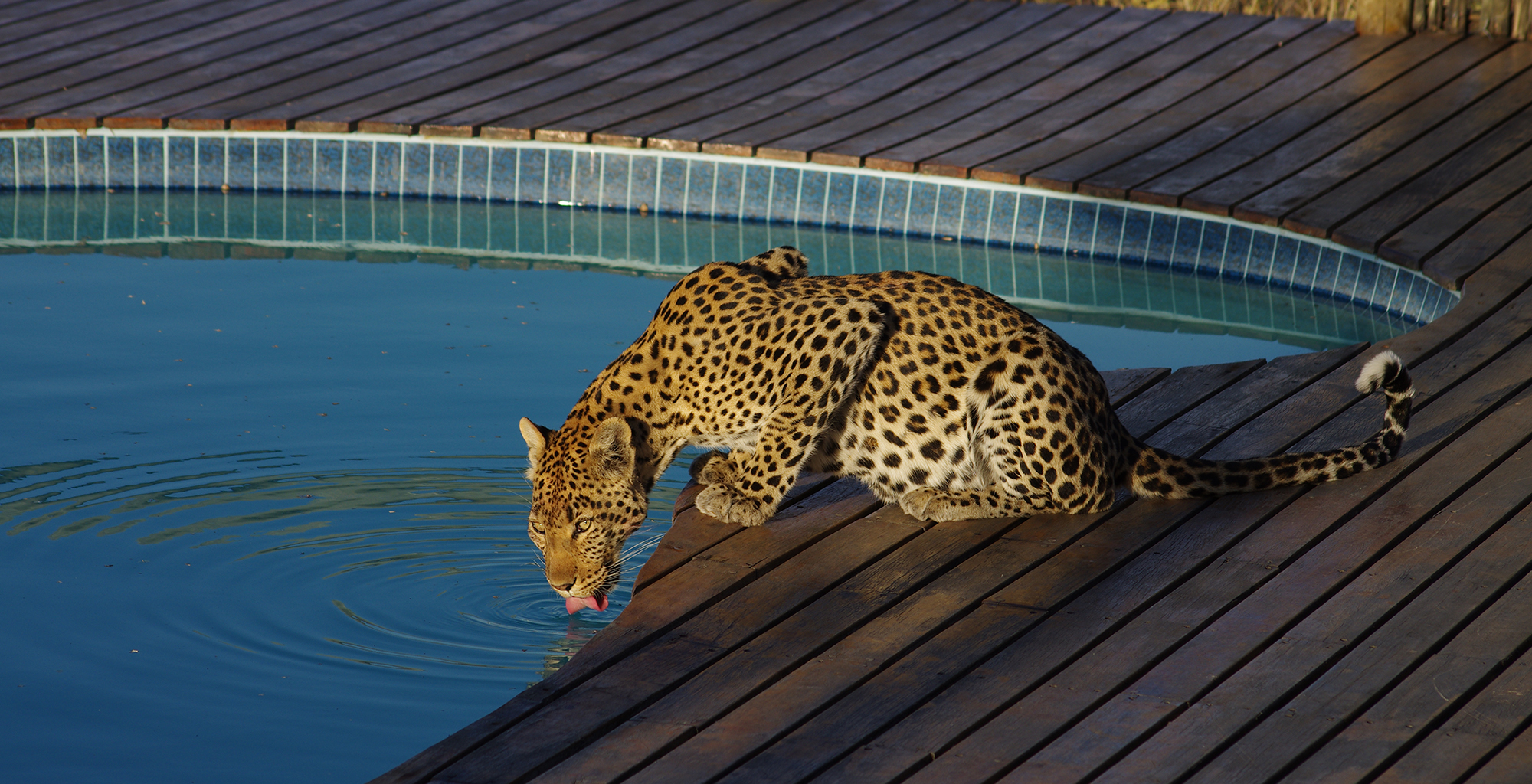 Tau-Pan-Botswana-Cheetah