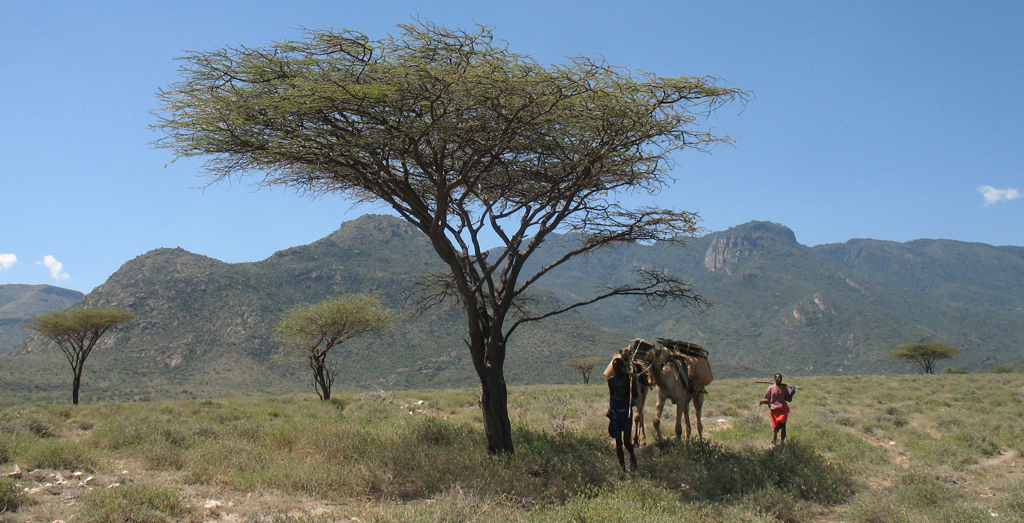 Kenya-Desert-Rose-Lodge-Camel