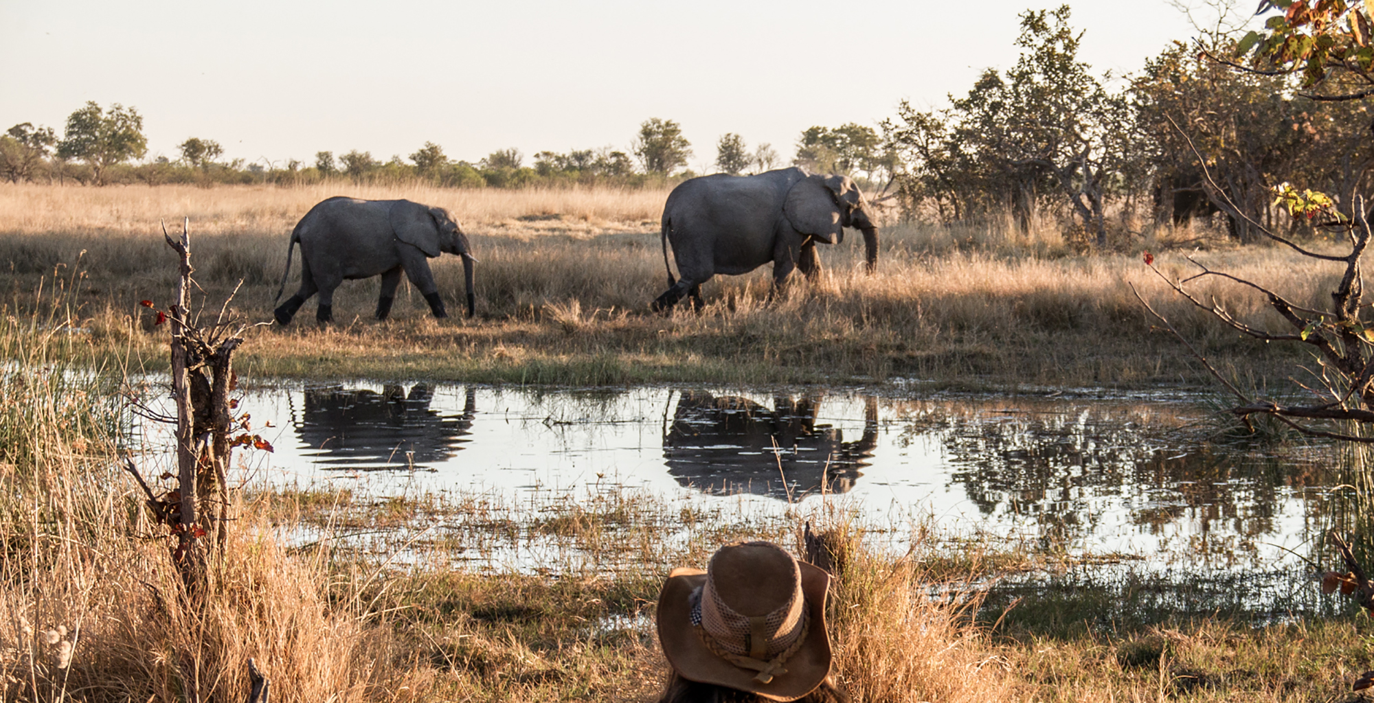 Botswana-Roger-Dugmore-Elephant