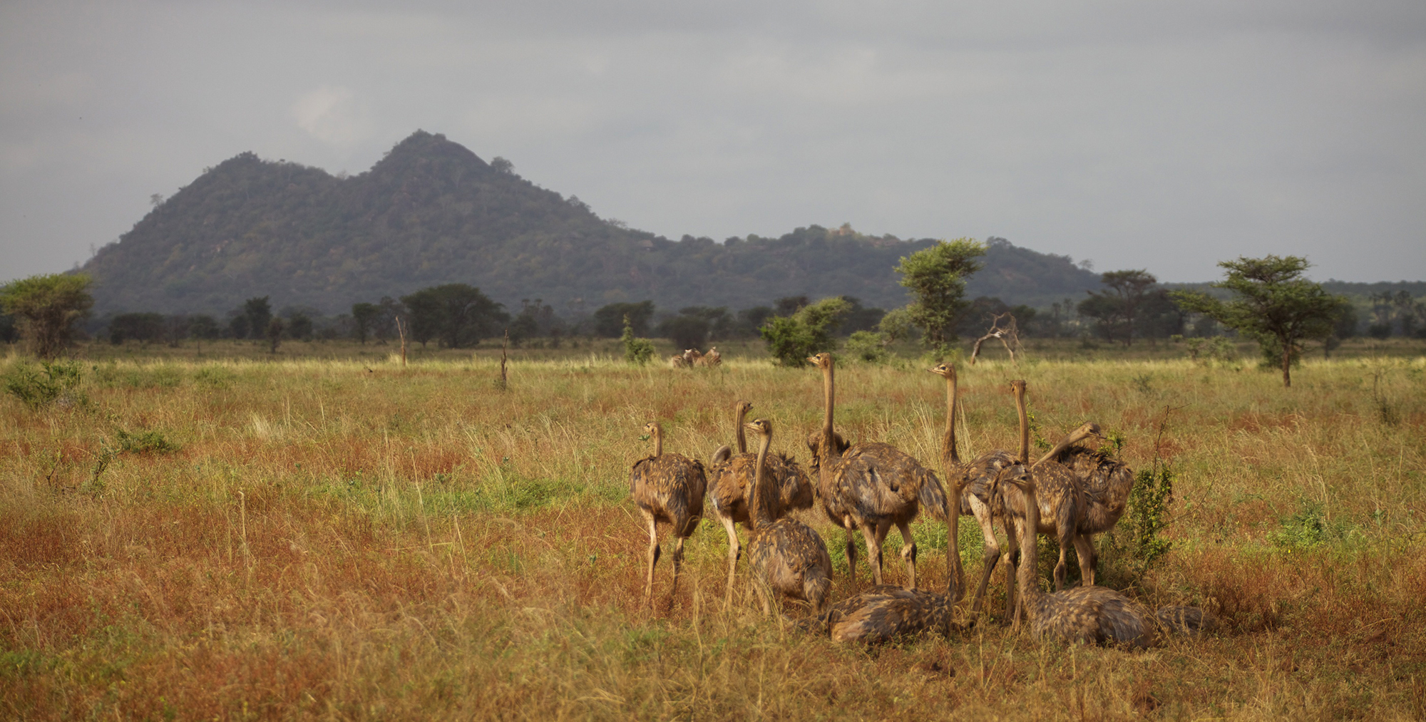 Kenya-Meru-National-Park-Wildlife-Ostrich