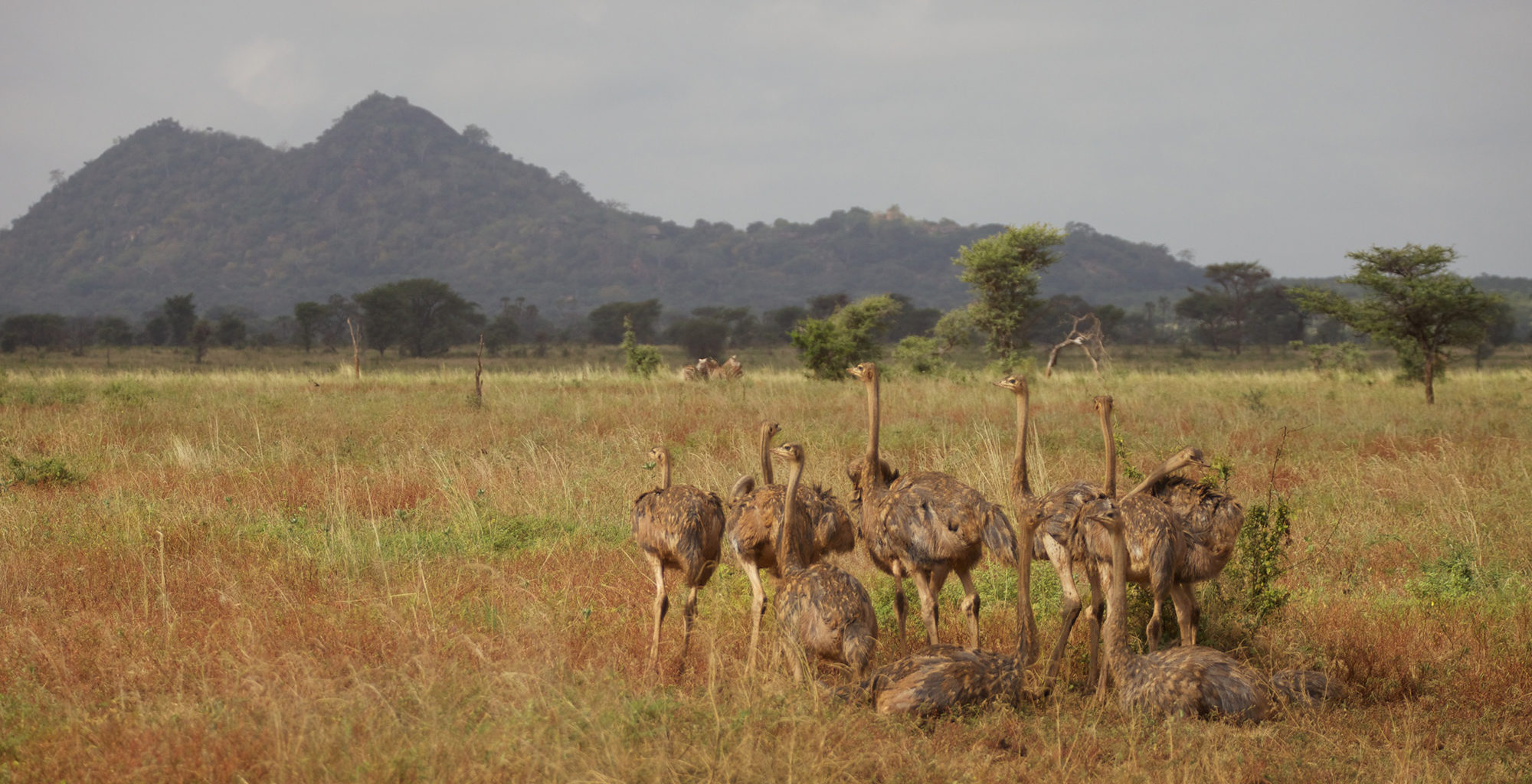 Kenya-Elsa's-Kopje-Camp-Ostrich