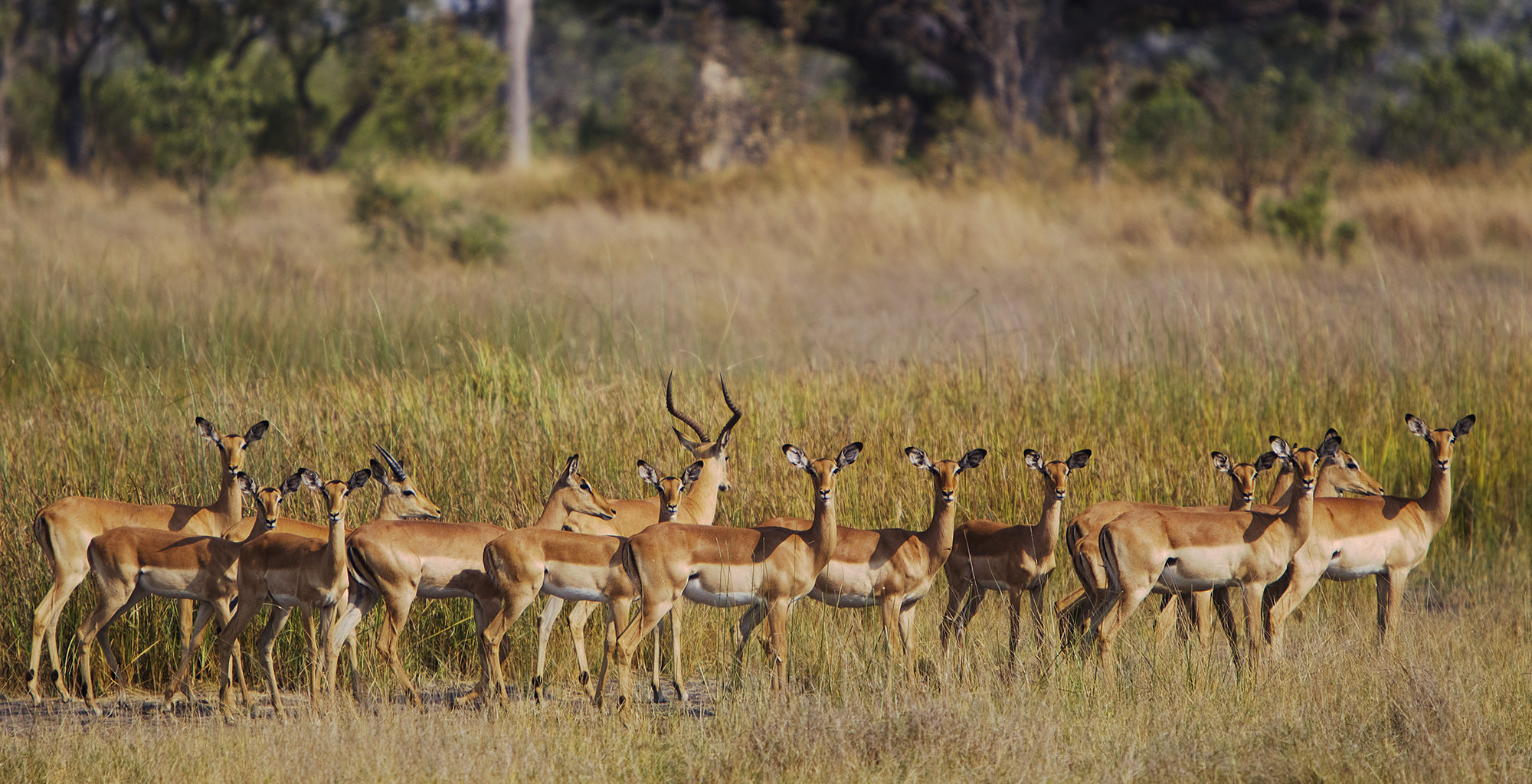 Botswana-Okavango-Delta-Kanana-Camp-Wildlife-Impala