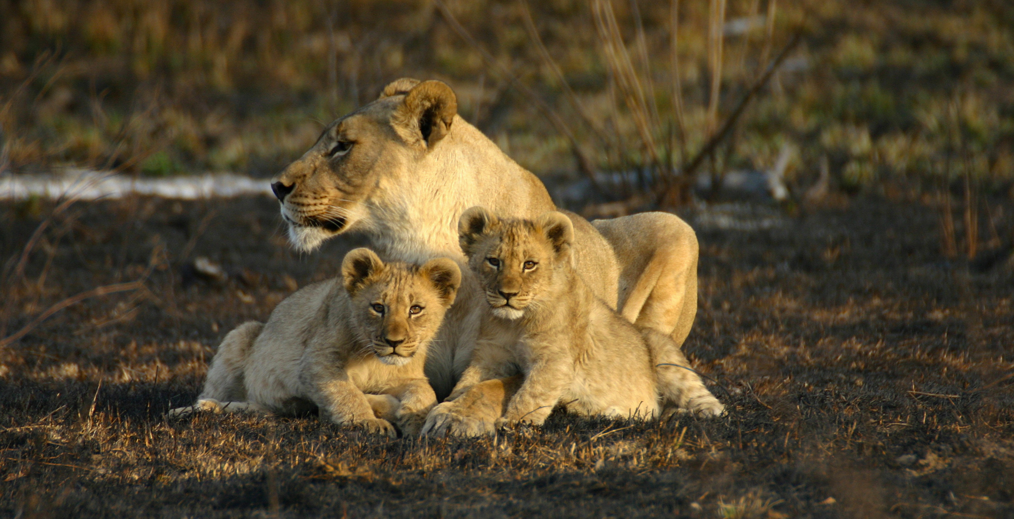 South-Africa-Jamala-Madikwe-Wildlife-Lion