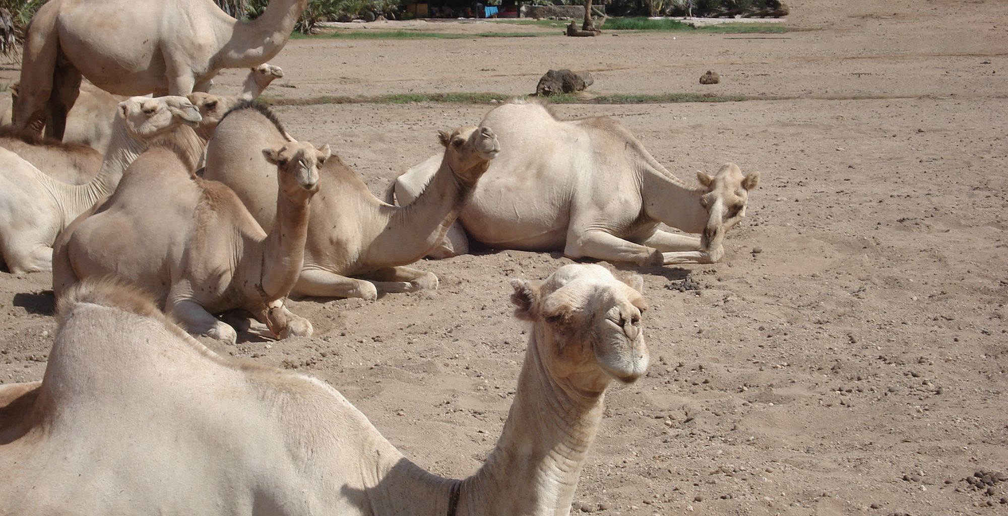 Kenya-Kalacha-Camp-Camels