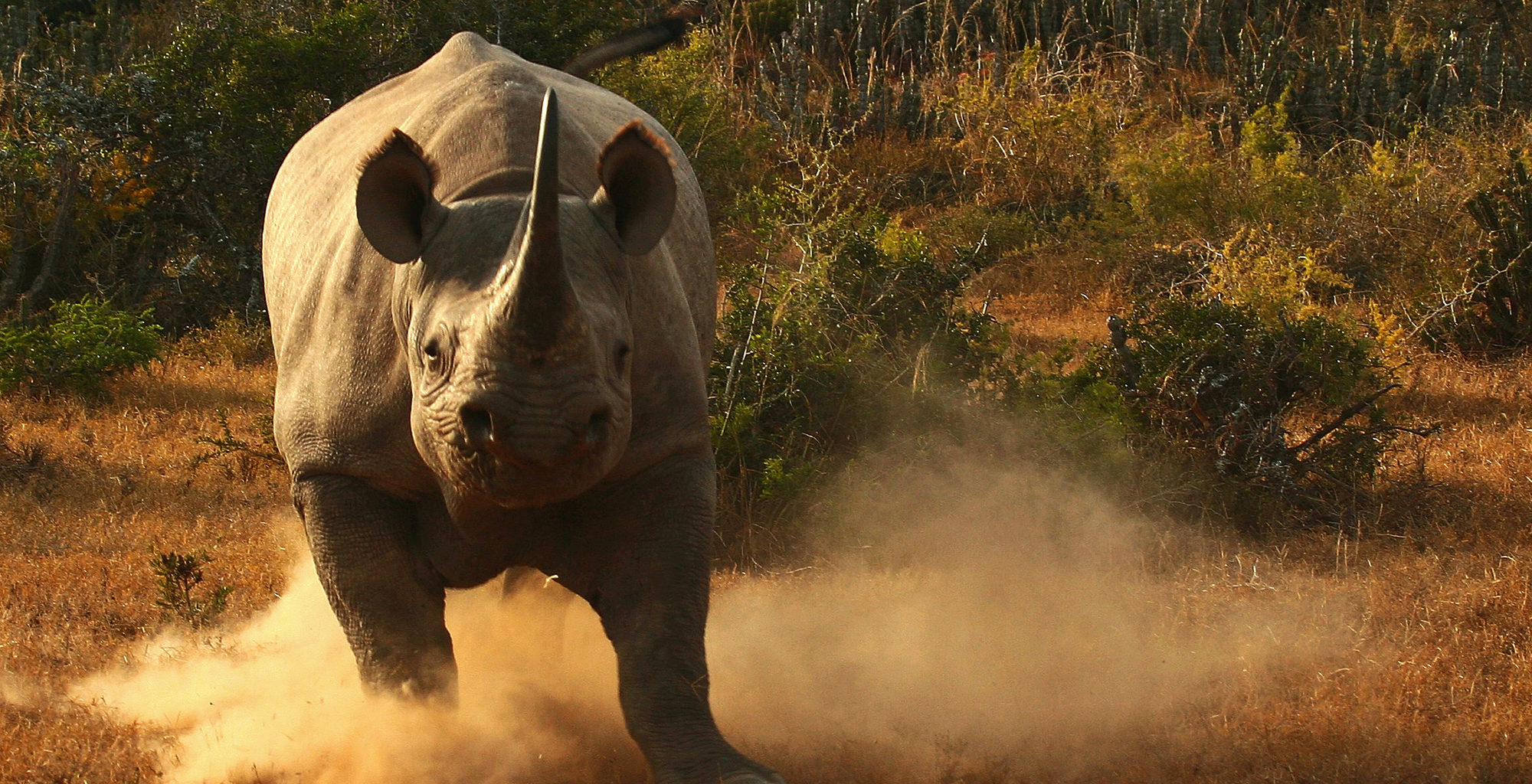 South-Africa-Kwandwe-Black-Rhino