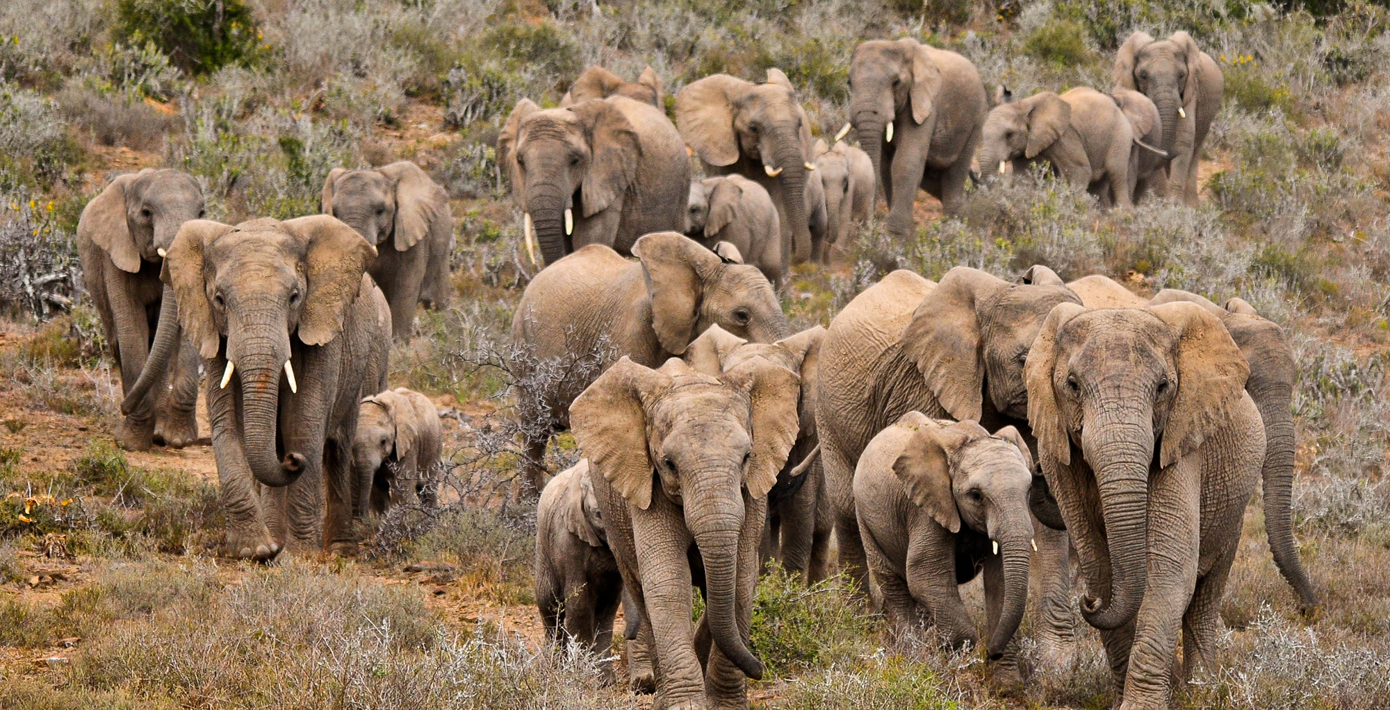 South-Africa-Kwandwe-Elephant
