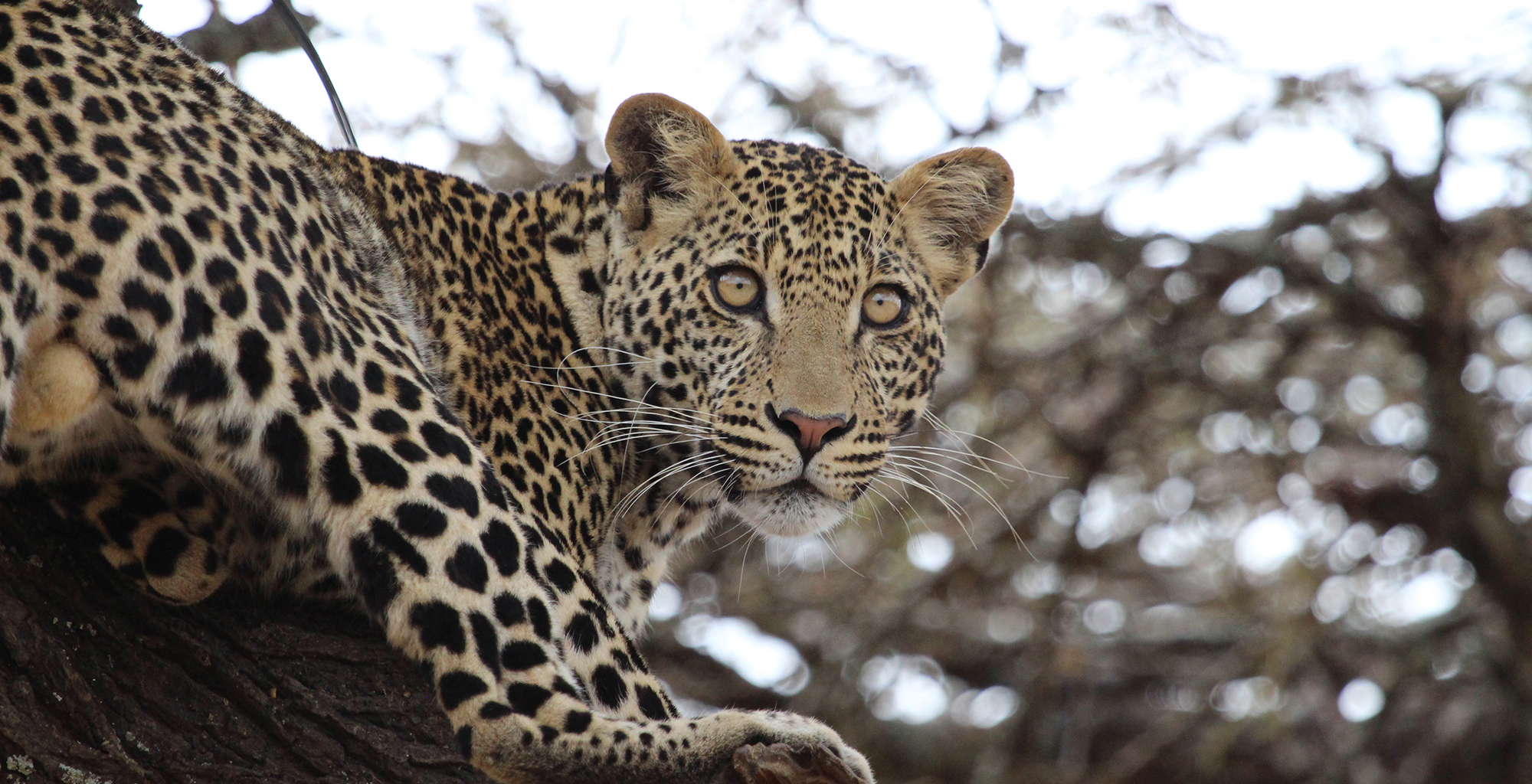 Kenya-Sosian-Game-Lodge-Leopard
