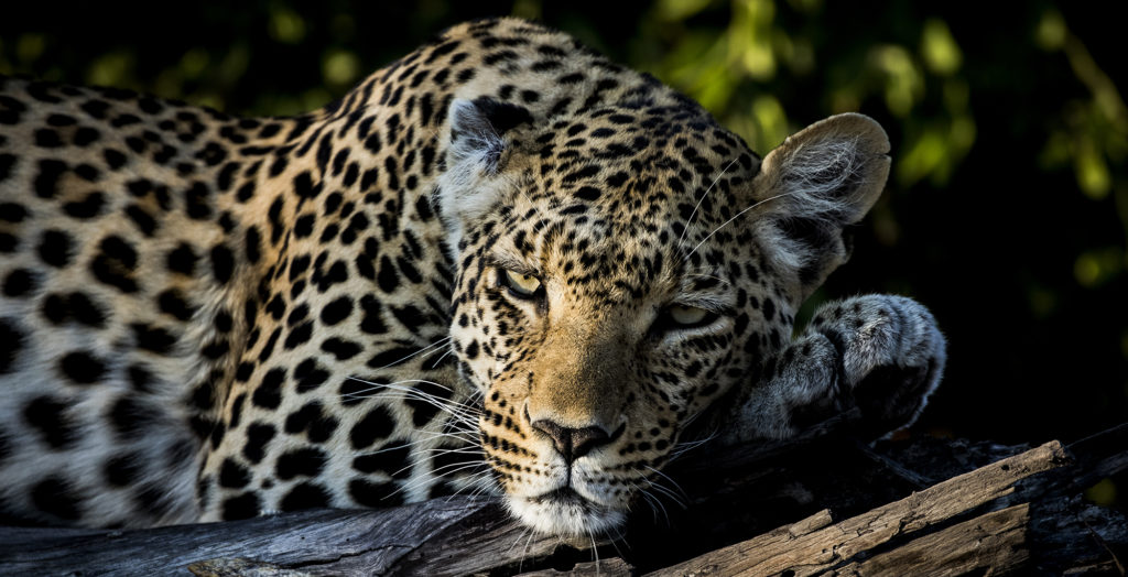 Botswana-Little-Mombo-Wildlife-Leopard