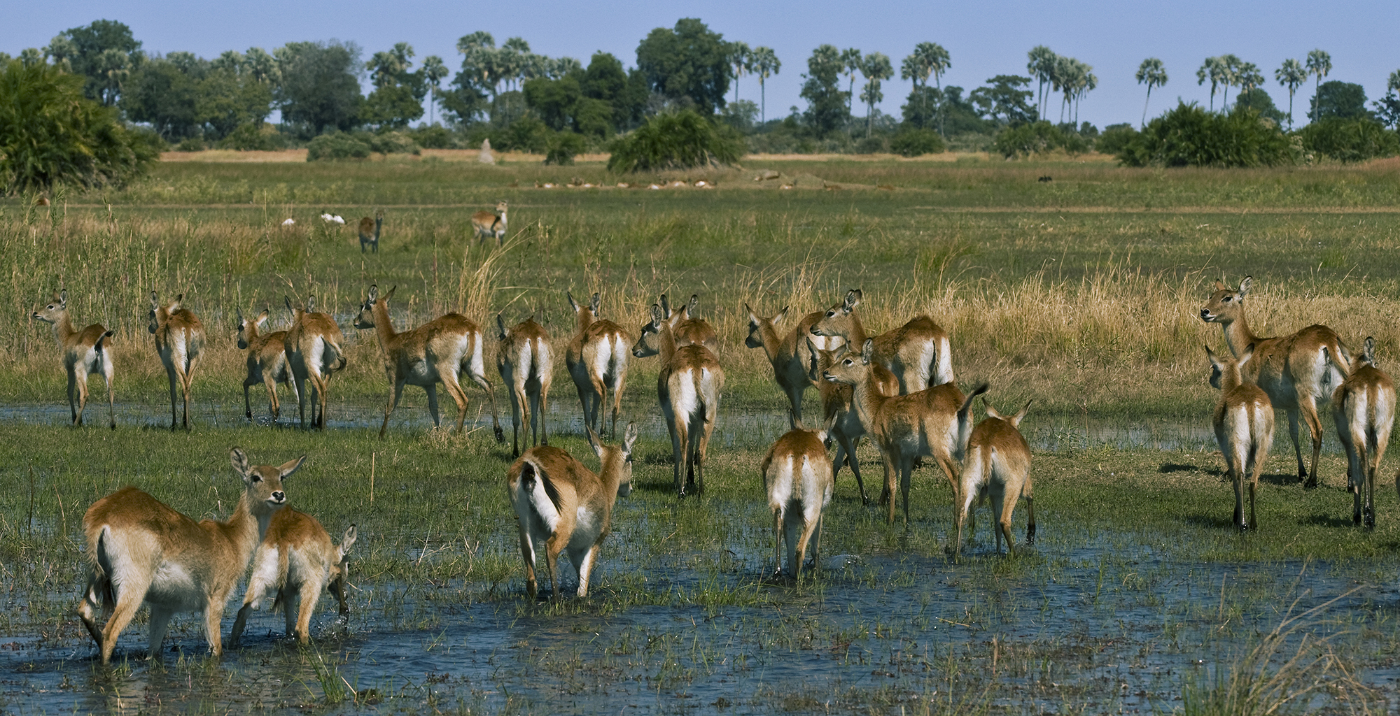 Botswana-Little-Mombo-Wildlife