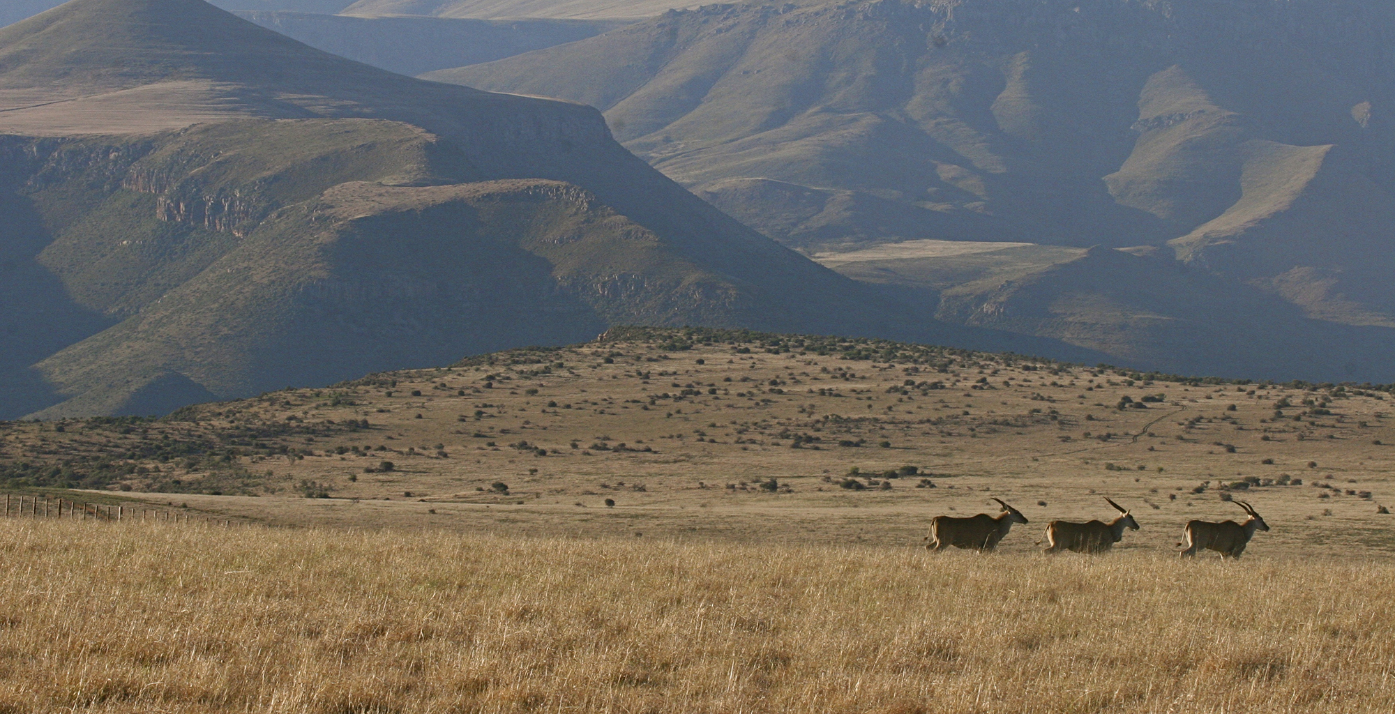 South-Africa-Mount-Cambedoo-Landscape-Wildlife