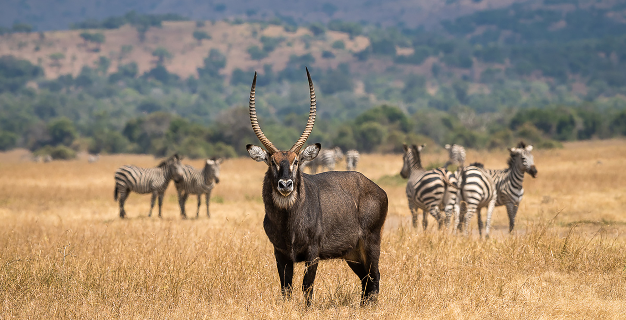 Rwanda-Akagera-National-Park-Wildlife