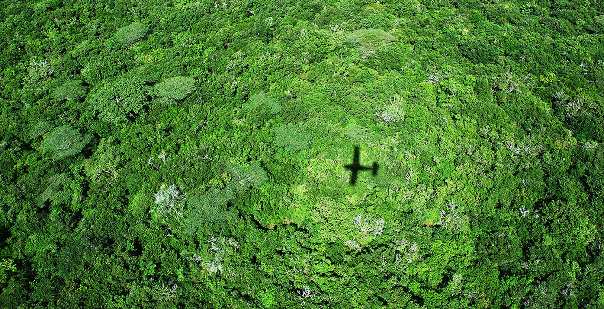 Kenya-Mainland-Coast-Aerial-Forest