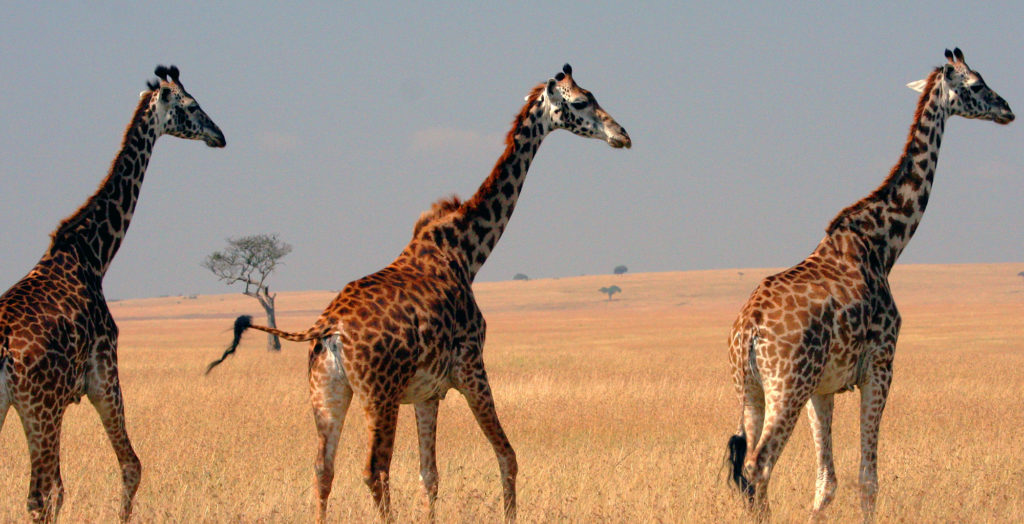 Kenya-Maasai-Mara-Wildlife-Giraffe