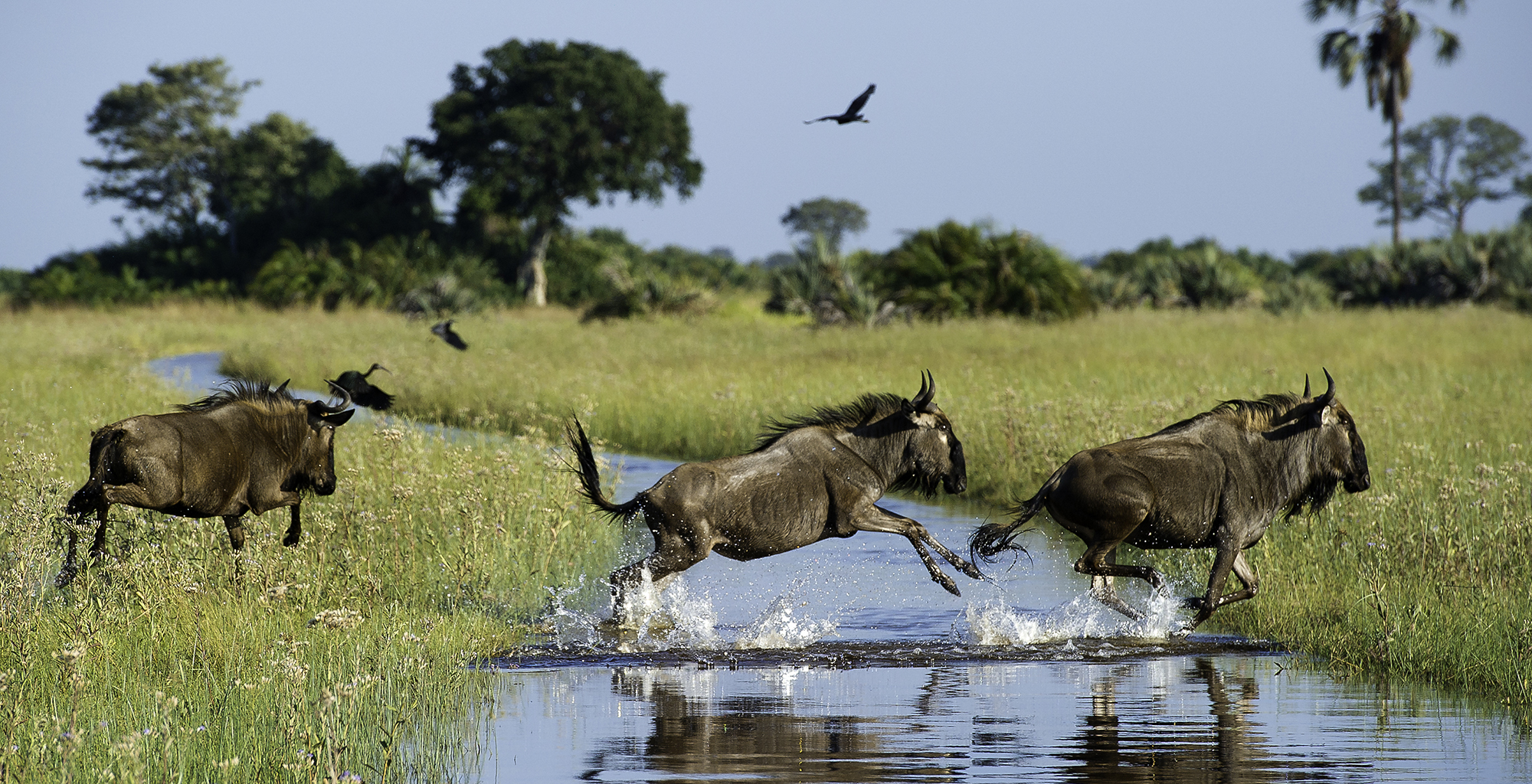 Jacana-Botswana-Wildlife