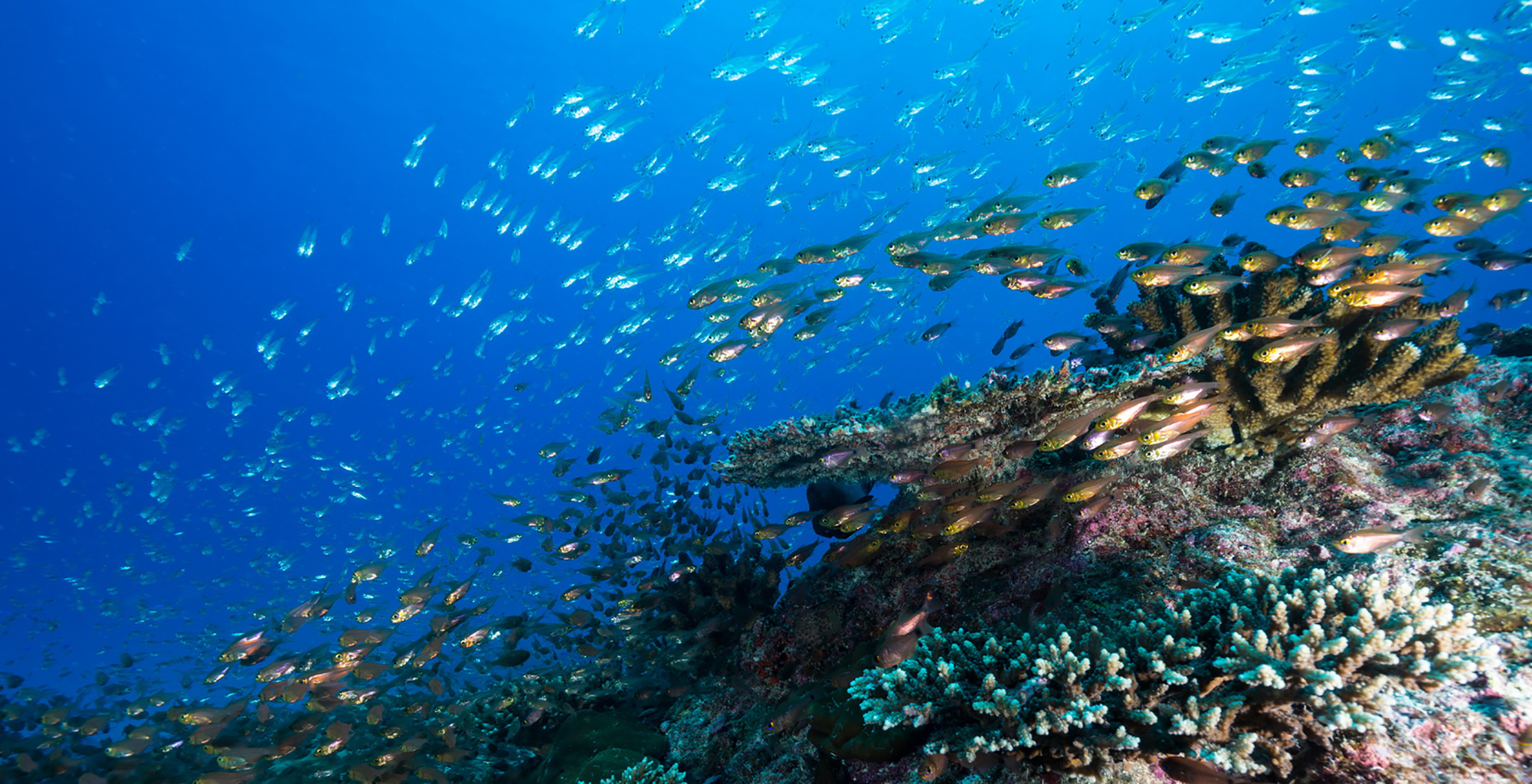 Seychelles-North-Island-Lodge-Sealife-Underwater