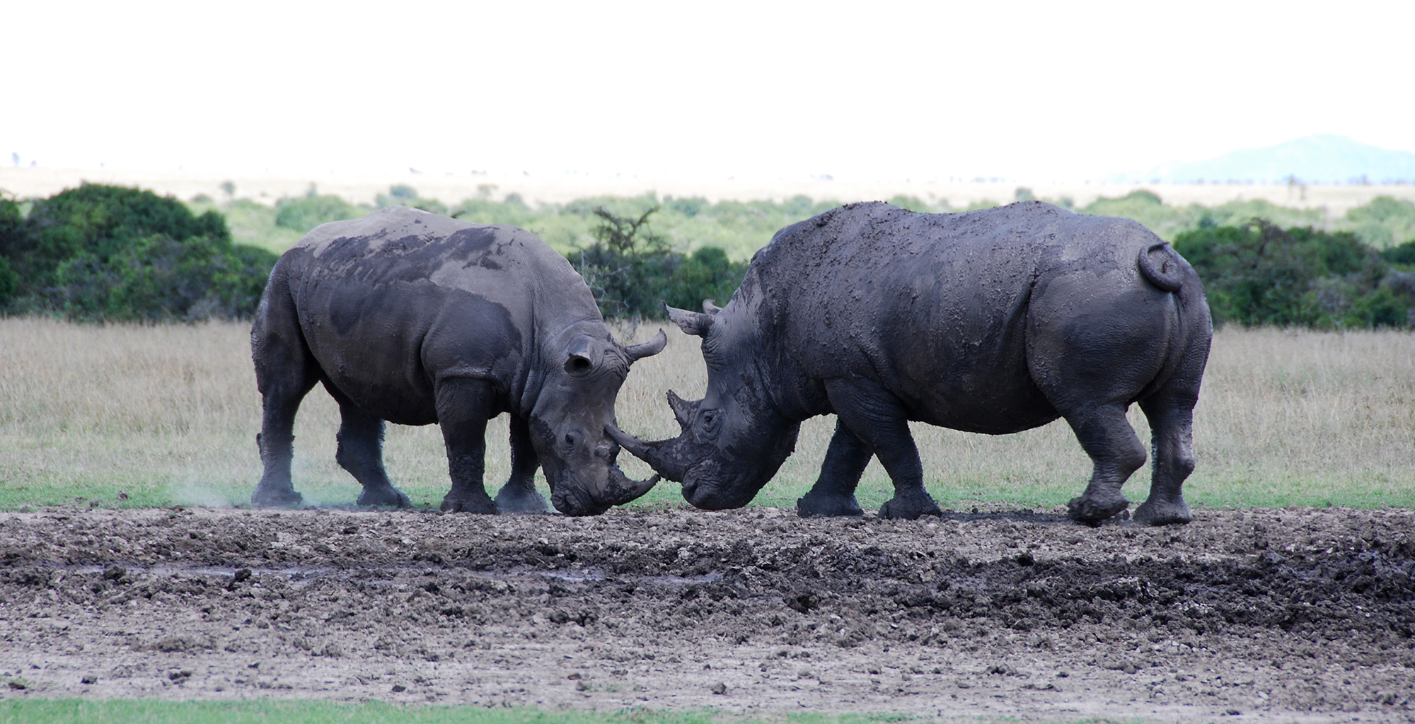 Kenya-Ol-Pejeta-Rhino