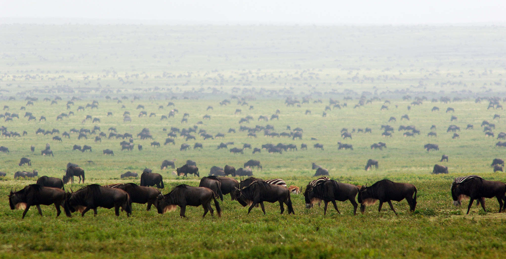 Tanzania-Suyan-Camp-Wildlife-Migration