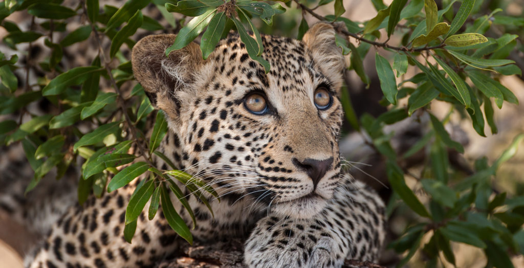 South-Africa-Royal-Malewane-Leopard