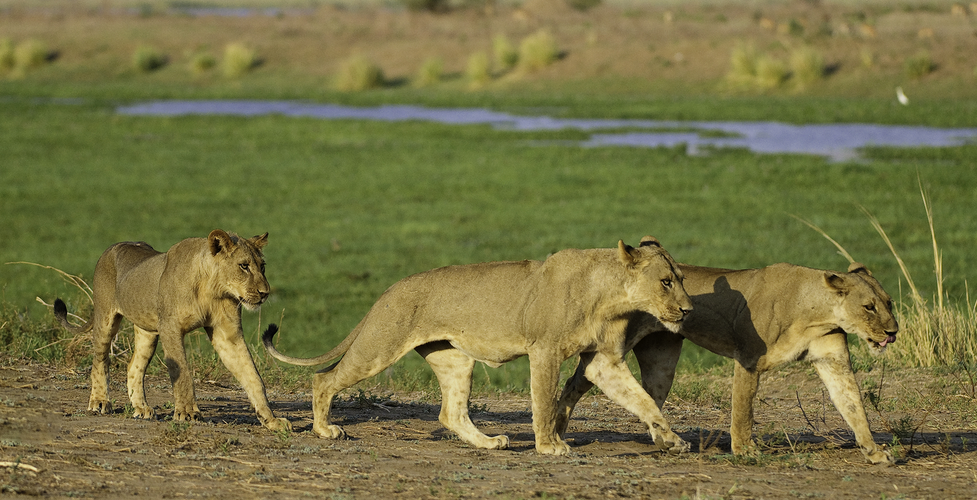 Zimbabwe-Ruckomechi-Wildlife-Lion