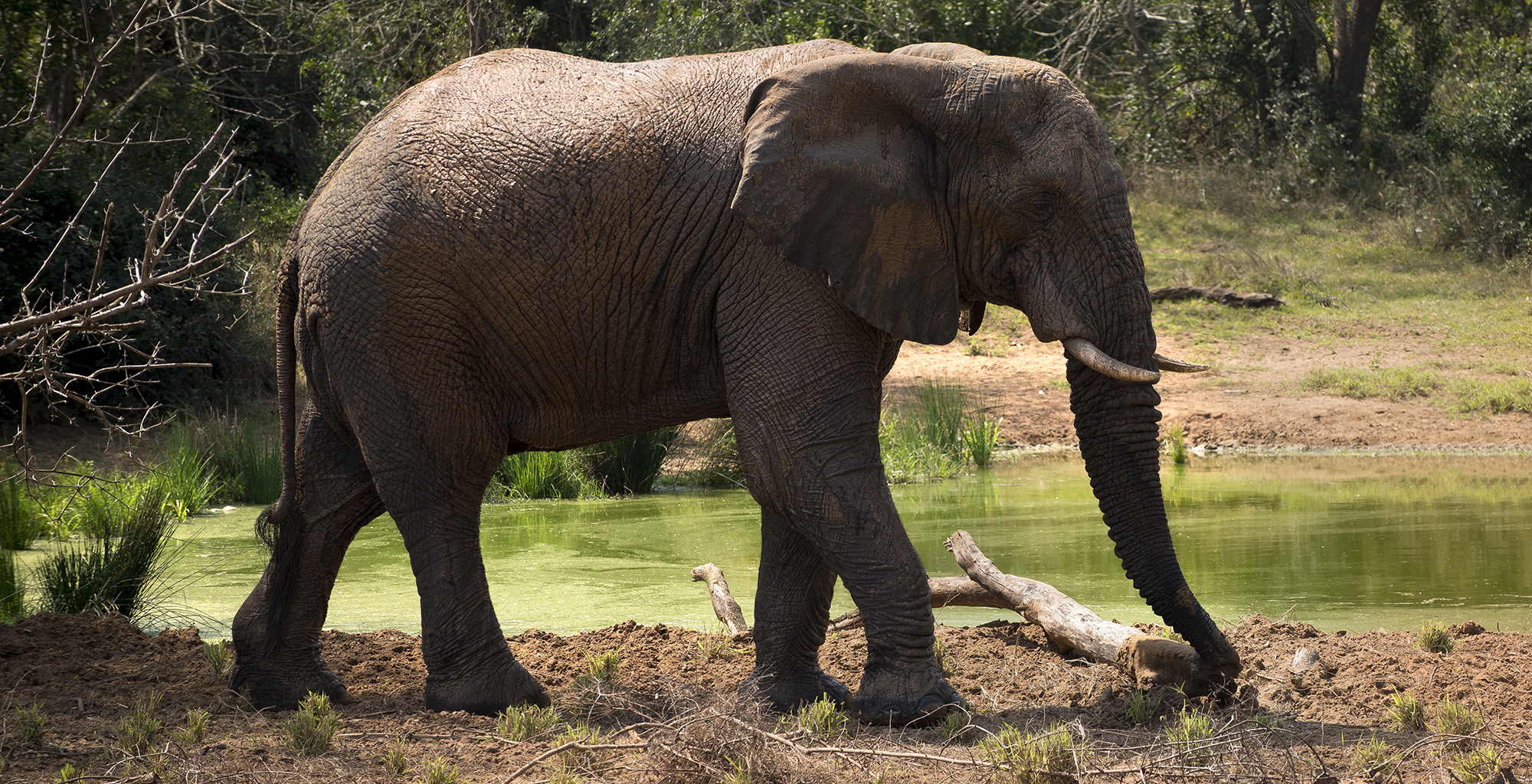 South-Africa-Phinda-Homestead-Wildlife-Elephant