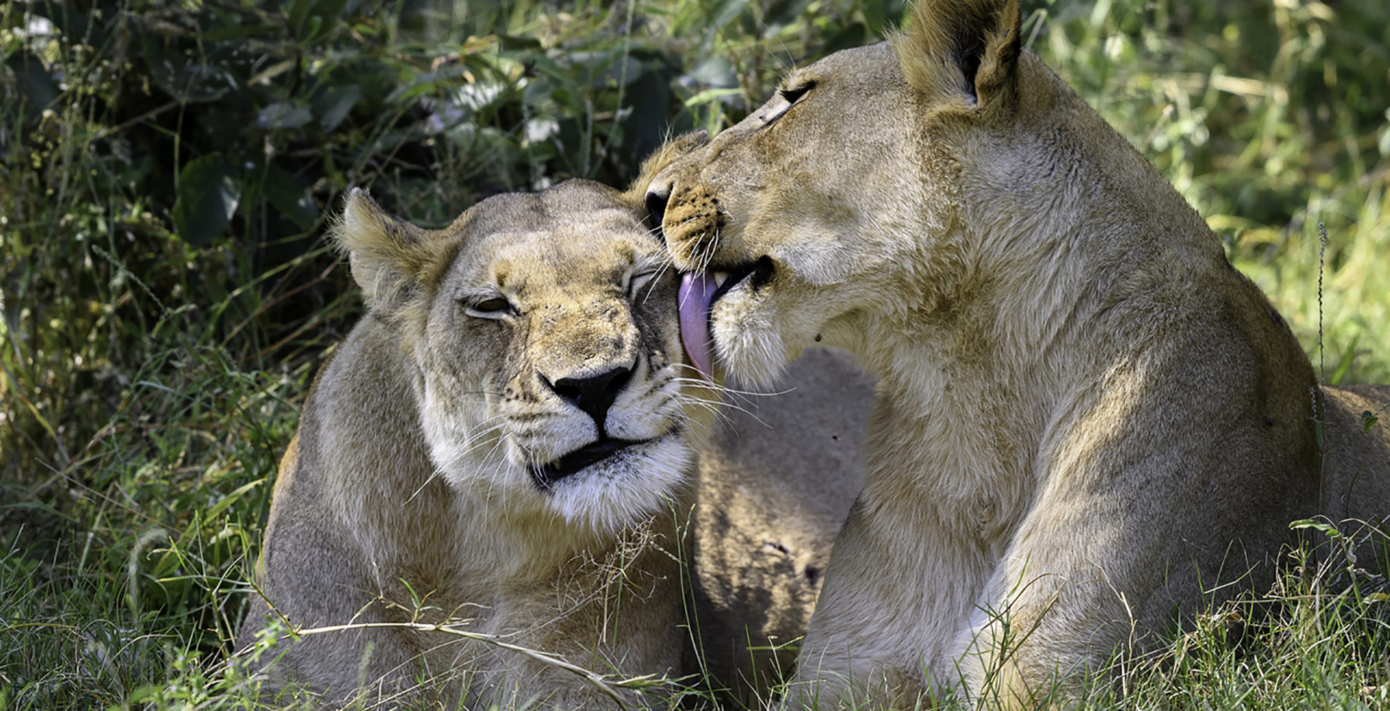 Botswana-Little-Vumbura-Lions